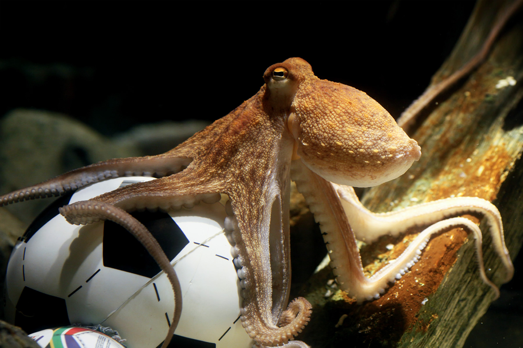 Admito pu_po como anima_ de compañía